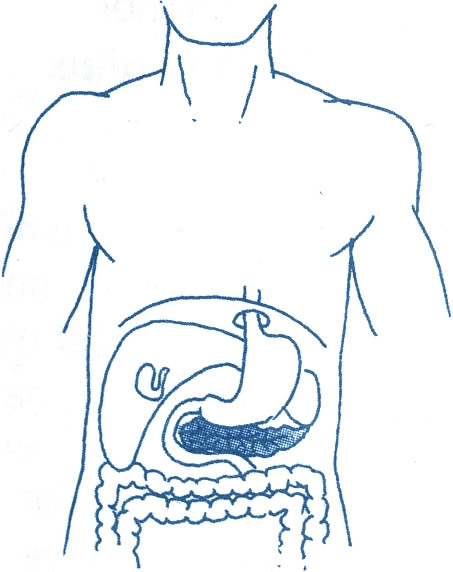 Topografski položaj gušterače
